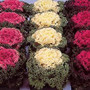 Flowering Kale - Nagoya Mix 12-4 paks