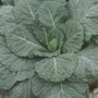 Collards - Vates 12-4 paks