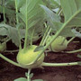 Kohlrabi - Grand Duke 12-4 paks