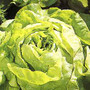 Lettuce - Bibb Head 12-4 paks