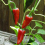 Peppers - Hot Jalapeno 12-4 paks