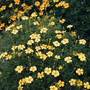 Marigold - Lemon Gem 12-4 paks