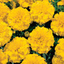 Marigold - Little Hero Yellow 12-4 paks