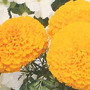 Marigold - Perfection Yellow 12-4 paks