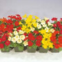 Mimulus - Mystic Mix 12-4 paks