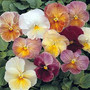 Pansy - Imperial Antique Shades 12-4 paks