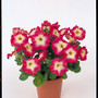 Petunia - Merlin Morn Red 12-4 paks