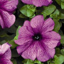 Petunia - Tritunia Plum 12-4 paks