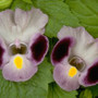 Torenia - Clown Blue 12-4 paks