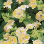 Torenia - Clown Lemon 12-4 paks