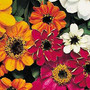 Zinnia - Profusion Mix 12-4 paks