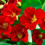 Nasturtium - Fiery Festival 18ct