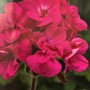 Geranium - Dark Pink Cutting Grown 15ct