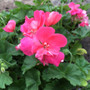 Geranium - Salmon Cutting Grown 15ct