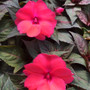 Sunpatiens -Deep Rose 15ct