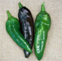 Peppers - Hot Anaheim 18ct