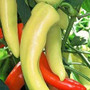 Peppers - Hot Hungarian Wax (Hot Banana) 18ct