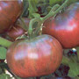 Tomato - Cherokee Purple HEIRLOOM 18ct