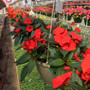 New Guinea Impatiens - Magnum Red HB