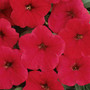 Wave Petunia - Easy Wave Red HB
