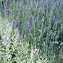 Lavender - Munstead 18ct