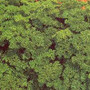 Parsley-Moss Curled 18ct
