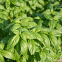 Basil - Sweet Prospera ORGANIC 18ct