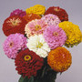 Zinnia - Benary Mix 12-4 paks