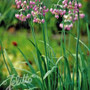 Allium cernuum - Nodding Onion 18ct Allium cernuum - Nodding Onion 18ct
