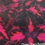 Coleus - Downtown Royalty HB