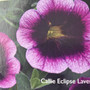 Calibrachoa - Callie Eclipse Lavender HB