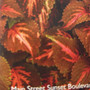 Coleus - Main Street Sunset Blvd HB