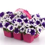 Wave Petunia - Easy Wave Midnite Marble HB