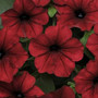 Wave Petunia - Tidal Wave Velour Red HB