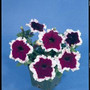 Petunia - Hulahoop Blue 12-4 paks