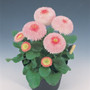 Bellis perennis - Tasso Strawberries & Cream 18ct