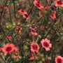 Potentilla nepalensis - Miss Willmott 18ct