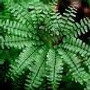 Adiantum pedatum - Maidenhair Fern 18ct