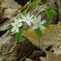 Anemonella thalictroides - Rue Anemone 18ct