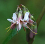 Prenanthes alba - Lion's Feet 18ct Prenanthes alba - Lion's Feet 18ct