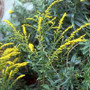 Solidago ulmifolia - Elm-leaved Goldenrod 18ct Solidago ulmifolia - Elm-leaved Goldenrod 18ct