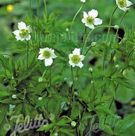 Anemone cylindrica - Thimbleweed 18ct
