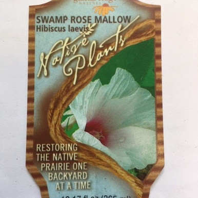 Hibiscus laevis - Rose Mallow 18ct