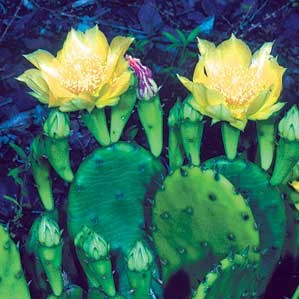 Opuntia humifusa - Eastern Prickly Pear 18ct