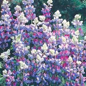 Lupinus perennis - Wild Lupine - JUMBO- READY MID-JUNE
