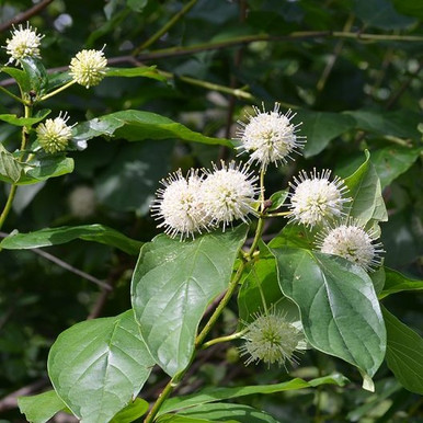 Cephalanthus occidentalis (BEE) - Button Bush