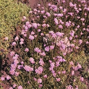 Antennaria dioica rubra - Red Pussytoes 18ct