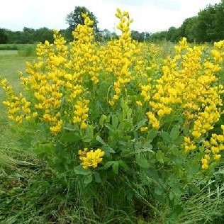 Baptisia sphaerocarpa- Hot Yellow Indigo 18ct