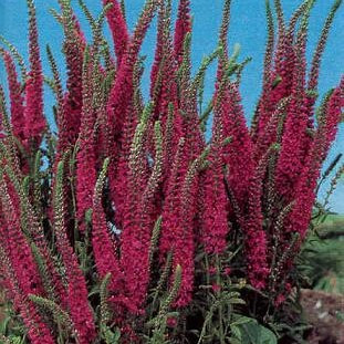 Veronica spicata - Red Fox (Speedwell) 18ct