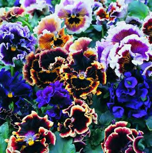 Pansy-